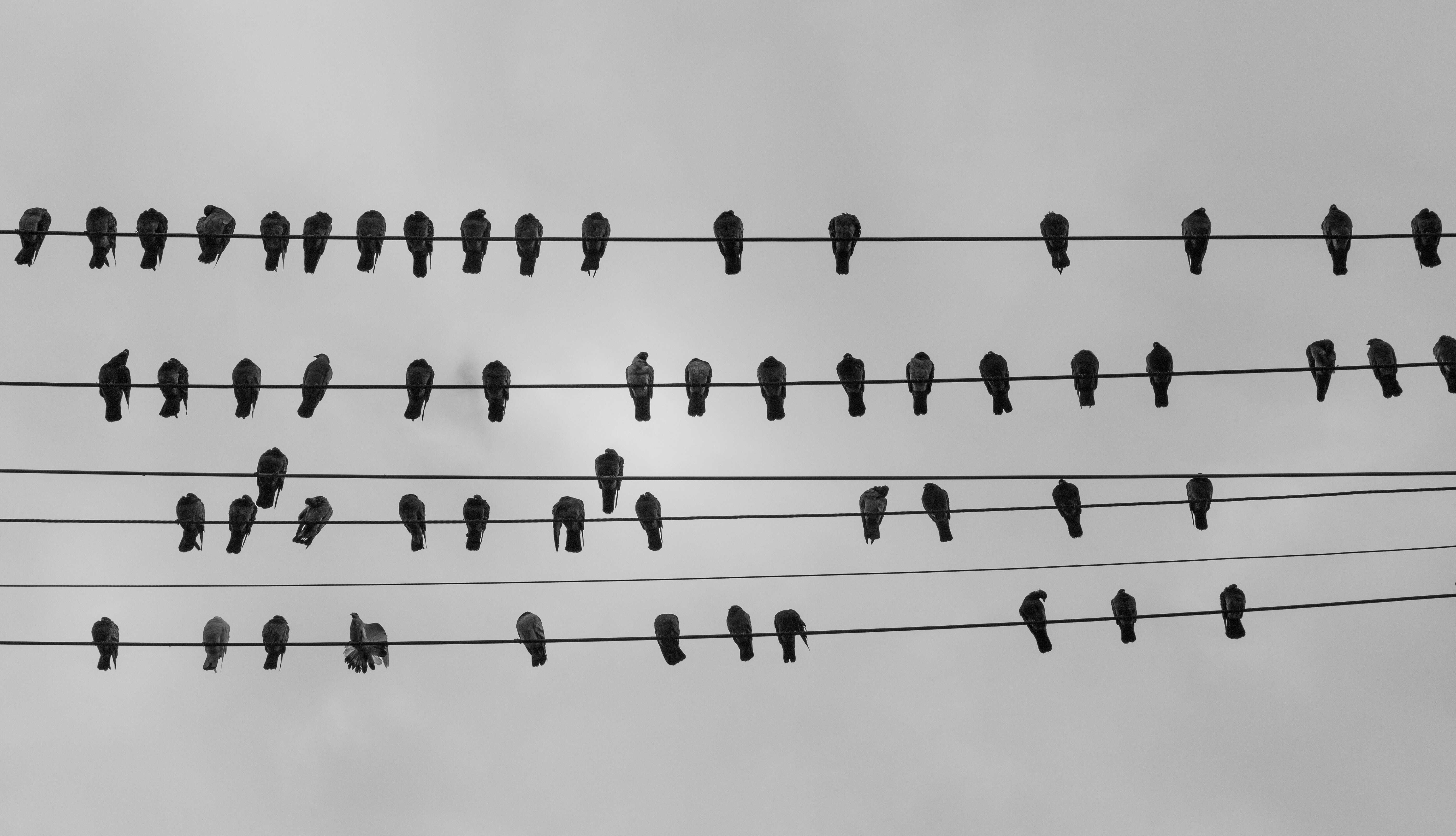 Flock of birds perched on wire during daytime